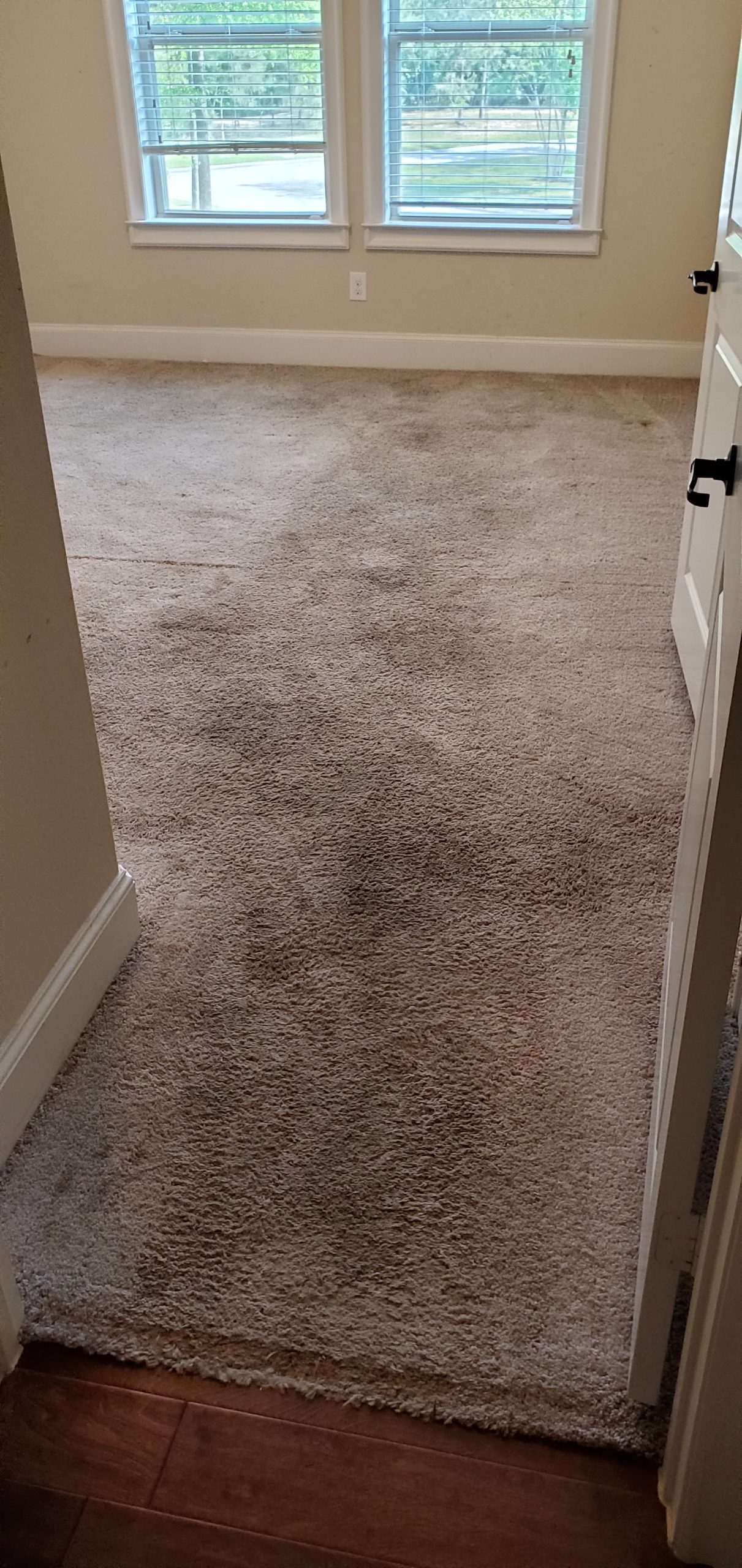 a carpet in a room with windows